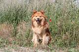 CHIEN FINNOIS DE LAPONIE 204